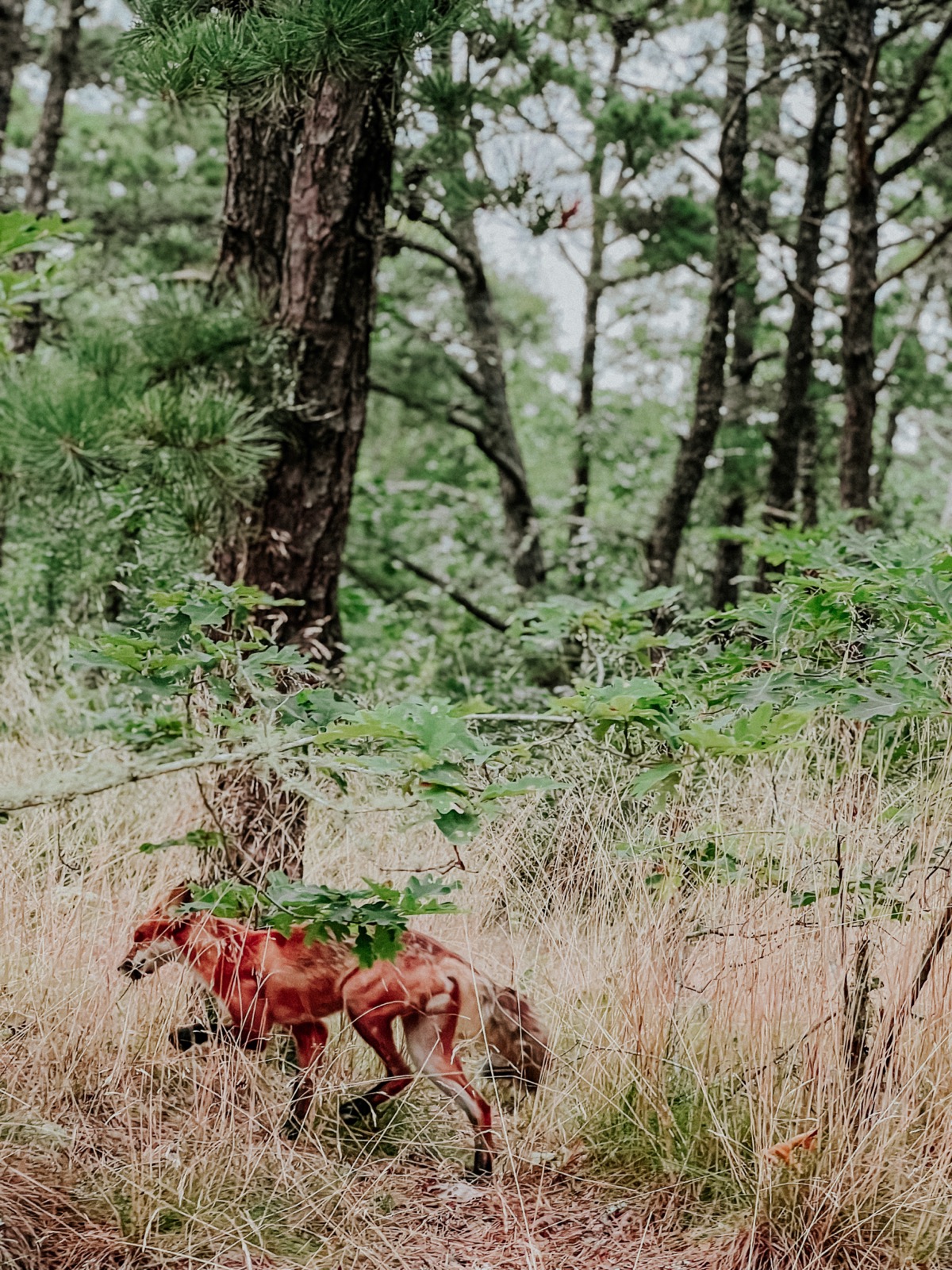 The Fox, Cape Cod