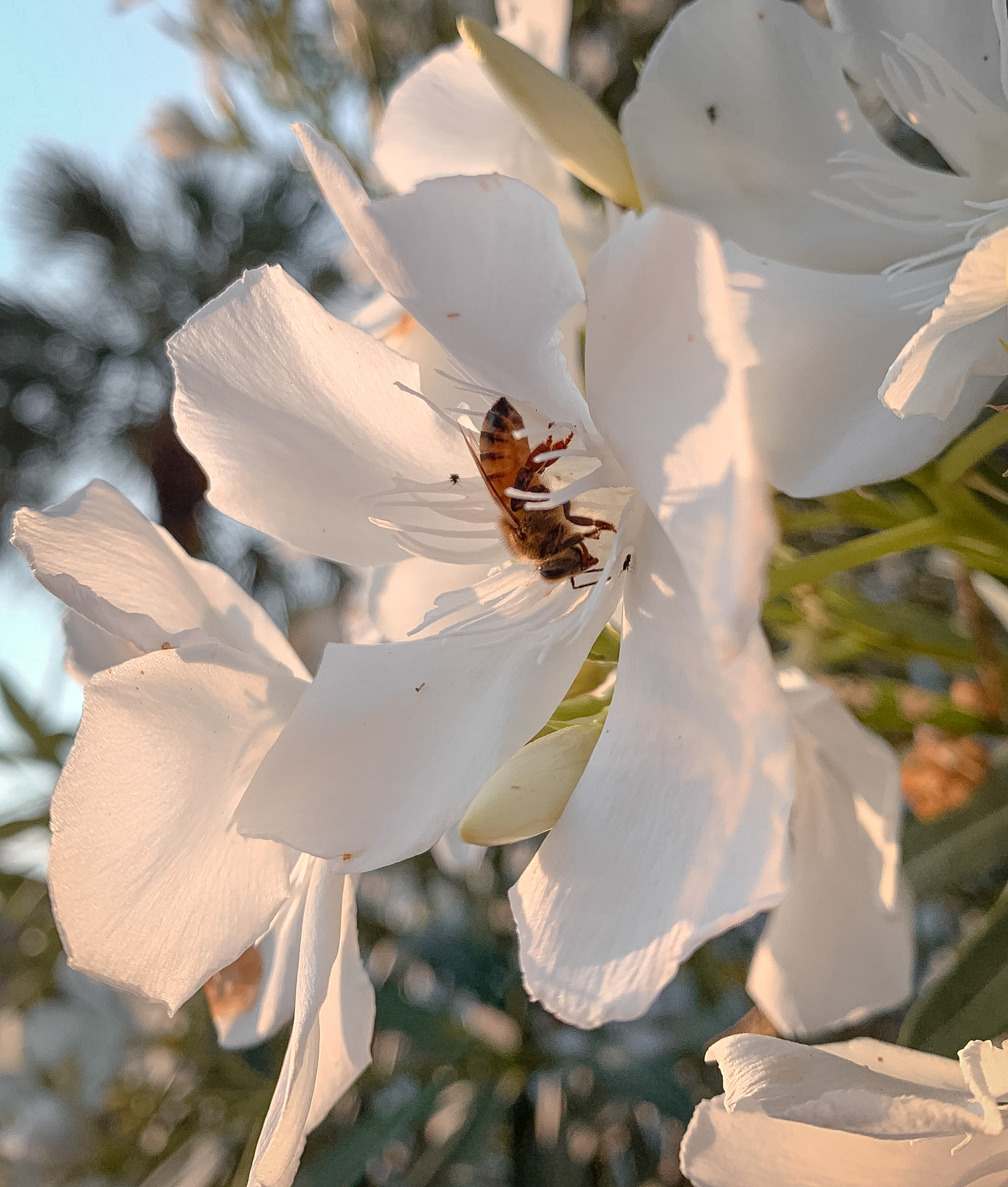 Oleander, Cape Cod